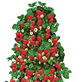 Frühtragende Hänge-Erdbeeren Frische Pflanzen mit großen Früchten. Wahlweise 3 oder 6 Pflanzen (6)