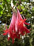 Fuchsien/Fuchsie (Fuchsia bolivia Red) 30 Samen -Selten-