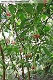 Fuchsien/Fuchsie (Fuchsia bolivia White) 30 Samen -Selten-
