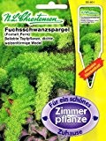 Fuchsschwanzspargel Asparagus densiflorus meyeri Spargel Zimmerpflanze