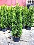 Fünf Pflanzen Thuja occidentalis Smaragd Kräftige Jung Bäume im Container Gesamthöhe 120-140 cm.