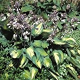 Funkie "June" - Hosta tardiana "June" - herzförmige gelbgrüne Blätter mit blaugrauem Rand, hellviolette Blüten - im 11 cm Topf ...