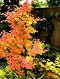 Future Exotics Acer palmatum Atropurpureum Orange Dream Fächer Ahorn