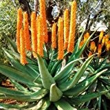Future Exotics Aloe Vera Ferox Die Wunderlilie aus der Wüste