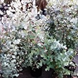 Future Exotics Eucalyptus gunnii Pflanze winterhart 60 - 80 cm