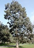 Future Exotics Eucalyptus Perriniana Eukalyptus Pflanze winterhart