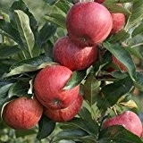 Gala, Herbstapfel, Apfelbaum als Spindel Buschbaum, sehr süß ca. 120-150 cm im 10 Liter Topf, M 9
