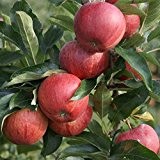 Gala, süßer Herbstapfel Apfel, Zwergbaum 100-120 cm 5 Liter Topf, Unterlage M27