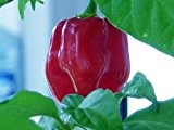 Galt über viele Jahre als schärfstes Chili der Welt - Habanero Red Savina - 10 Samen