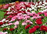 Gänseblümchen - Bellis Pomponette Mix - Bellis perennis - Blume - 200 Samen
