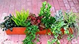 ganzjähriges, winterhartes Balkonpflanzen-Set für Balkonkästen 100 cm lan