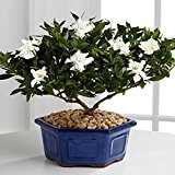 Gardenia Seeds (Cape Jasmin) -DIY Hausgarten-Topf Bonsai, erstaunliche Geruch und schöne Blumen - 5pcs / lot