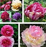 Garten-Anlage 1 Profi-Pack 40 Samen / Pack, Rosa Rockii Baum-Pfingstrose-Samen '' Pure Light Blumensamen - Fen Yu Qing Guang ''