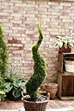 Garten Bonsai Formschnitt Spirale aus Thuja occ. Smaragd, Bestseller 50-60cm 2L