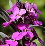 Garten Goldlack Purple Jep - Erysimum cheir