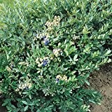 Garten-Heidelbeere Bluecrop, 1 Strauch