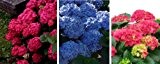 Garten-Hortensien-Set, bestehend aus je einer Pflanze in rot, rosa und blau blühend