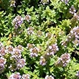 Garten-Thymian "Deutscher Winter" - Thymus vulgaris (100 Samen)