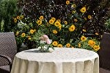 Garten-Tischdecke ABWASCHBAR mit Acryl und BLEIBAND, Form und Größe sowie Farbe wählbar,160 cm rund beige-crem London