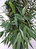 Gartenbambus - Fargesia murielae - Smaragd - immergrün - große Blätter, niedrigwachsend- 40-60 cm