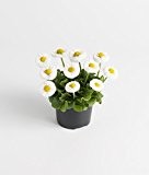 Gartenbau Friedrich Edel-Gänseblümchen (Bellis perennis) kleinblütig in weiß als Frühlingsbote 3er Pack