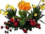 Gartenbau Friedrich Frühlingsblumen-Angebot bestehend aus 3 Gänseblümchen, 2 Narzissen, 1 Stielprimel. Der Frühling kann kommen!