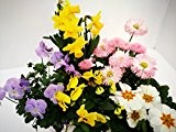 Gartenbau Friedrich Frühlingsblumen-Angebot für Sie bestehend aus 2 Hornveilchen (Cornuta) gelb,blau mit Auge, 1 Primel weiß, 1 Narzisse und 1 ...