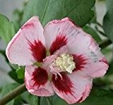 Garteneibisch -Hibiscus syriacus - Hamabo - winterhart - starkwüchsig - 40-60 cm
