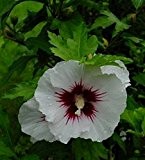 Garteneibisch - Hibiscus syriacus - Red Heart - winterhart - 40-60 cm