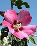 Garteneibisch - Hibiscus syriacus - Woodbridge - straff, aufrecht wachsend - 40-60 cm