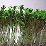 Gartenkresse großblättrig - Lepidium sativum (5 Gramm Samen)