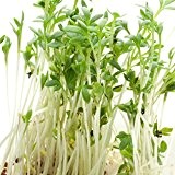 Gartenkresse - Lepidum sativum - Samen