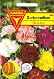 Gartennelke, Nelken, Dianthus caryophyllus, ca. 200 Samen