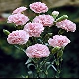 Gartennelke rosa - 12 pflanzen