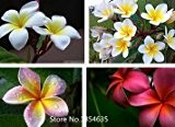 Gartenpflanze 200PCS / BAG Plumeria (Frangipani, Hawaiian Lei Flower) Samen, seltene exotische Blumensamen Bonsai Seed