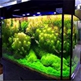 Gartenpflanze 500pcs / bag Wasserkorallengrassamen, seltene Wasser, Dekoration Aquarium Dekoration, Bonsai Seed