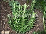 Gartenpflanze 6 Samen Romero ROSMARIN Rosmarinus Officinalis HERB SEED HEIRLOOM BIO gesunder und schmackhafter HERB Kostenloser Versand
