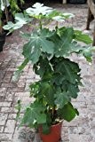 Gartenpflanze - Echte Feige "Brown Turkey" - großer Feigenbaum, 60cm hoch