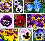 Gartenpflanze Stiefmütterchen-Samen 200 Blumen-Samen Stiefmütterchen Bunte Gelb, Blau, Rot, Farbe, Hell Bonsai Seed