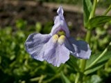 Gauklerblume blau Teichpflanze Teichpflanzen Teich