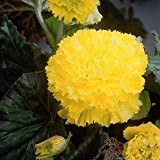 Gefranste Begonien Knollen Blumenzwiebeln- Gelb