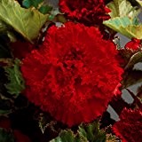 Gefranste Begonien Knollen Blumenzwiebeln- Rot