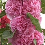 gefüllte Stockrose, Alcea rosea 'Pleniflora rosa'