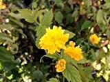 Gefüllter Ranunkelstrauch - Kerria japonica 'Pleniflora' - Blütenstrauch