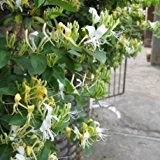 Geissblatt Halls Prolific (Lonicera) Kletterpflanze / Gelb - Immergrün & WInterhart - 1,5 Liter Topf | ClematisOnline Kletterpflanzen & Blumen