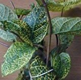 Geißblatt buntblättrig, Lonicera japonica Aureoreticulata 80 cm hoch im 2 Liter Pflanzcontainer