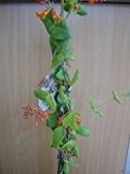 Geißblatt Dropmore Scarlet, Lonicera x brownii Dropmore Scarlet 80 cm hoch im 3 Liter Pflanzcontainer