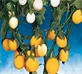 Gelb Eierbaum (Solanum melongena) 10 Samen köstlich und Zier