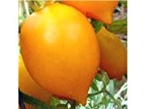 gelbe, aromatische Tomate in Zitronenform - Zitronen-Tomate - 10 Samen