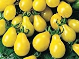 Gelbe, birnenförmige Mini-Tomate - gelbes Birnchen - yellow Pear - 20 Samen
